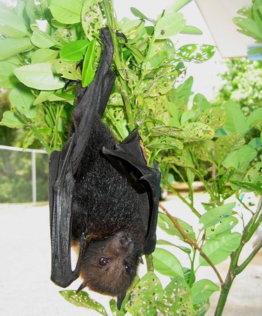 Fruit Bat, Palau